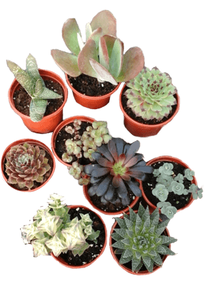 Example 8cm plant pots containing succulents