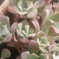 Sedum Spathulifolium Purpurea