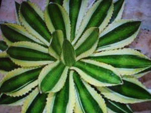 Agave lobhantha quadricolor