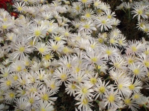 Lampranthus white