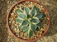 Agave parryi Cream spike