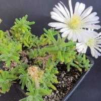 Drosanthemum eburneum